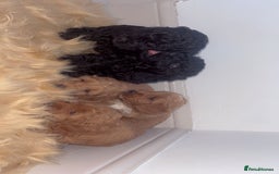 Cockapoo dogs for sale: Beautiful cockapoo for sale  - Image 2
