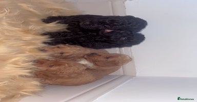 Cockapoo dogs - Advert 2