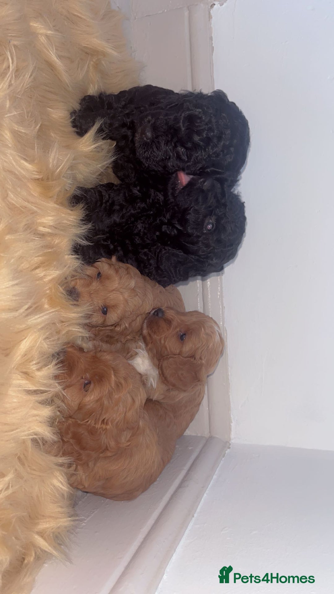 Cockapoo dogs for sale: Beautiful cockapoo for sale  - Image 2