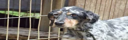 English Setter dogs for adoption: Fuet  in Worthing - Advert 4