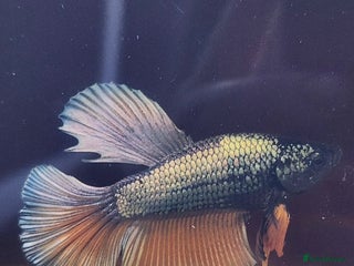 Bettas fish - Advert 1