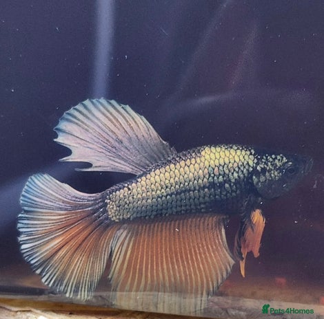 Bettas fish - Advert 1