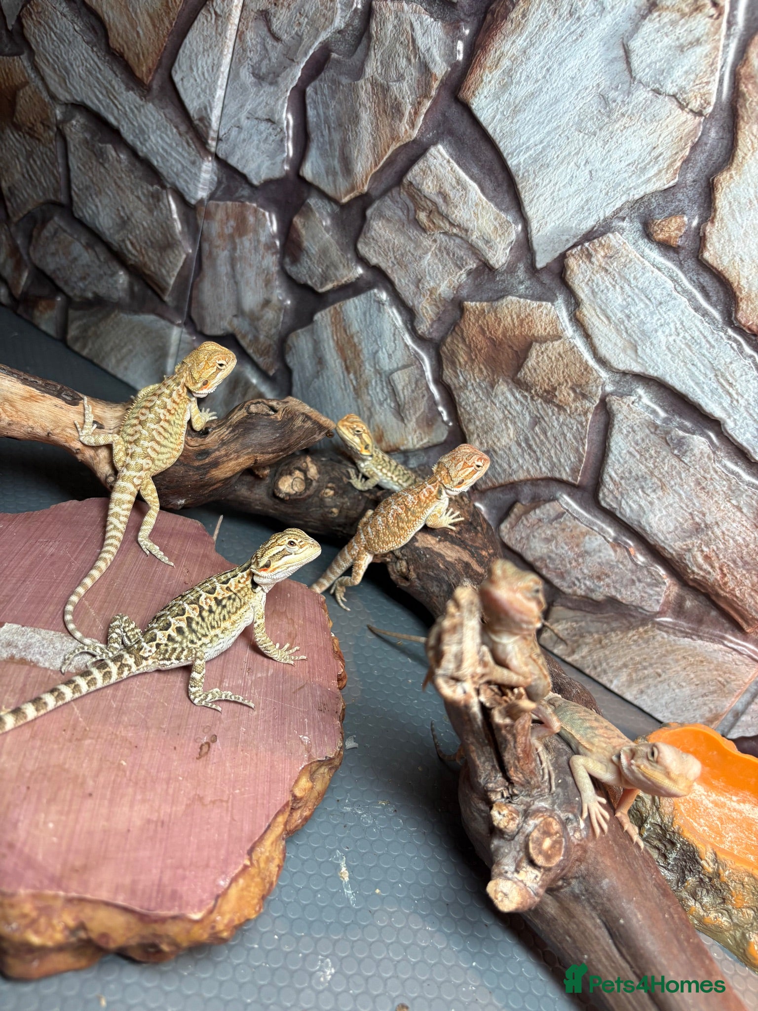Bearded Dragon reptiles Clutch of leather backbearded dragon babies - Advert 1
