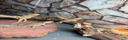 Bearded Dragon reptiles for sale: Clutch of leather backbearded dragon babies in Nottingham - Advert 1