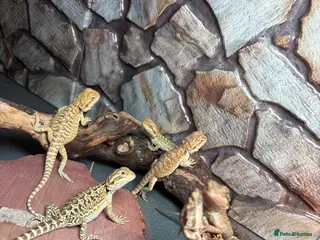 Bearded Dragon reptiles Clutch of leather backbearded dragon babies - Advert 1