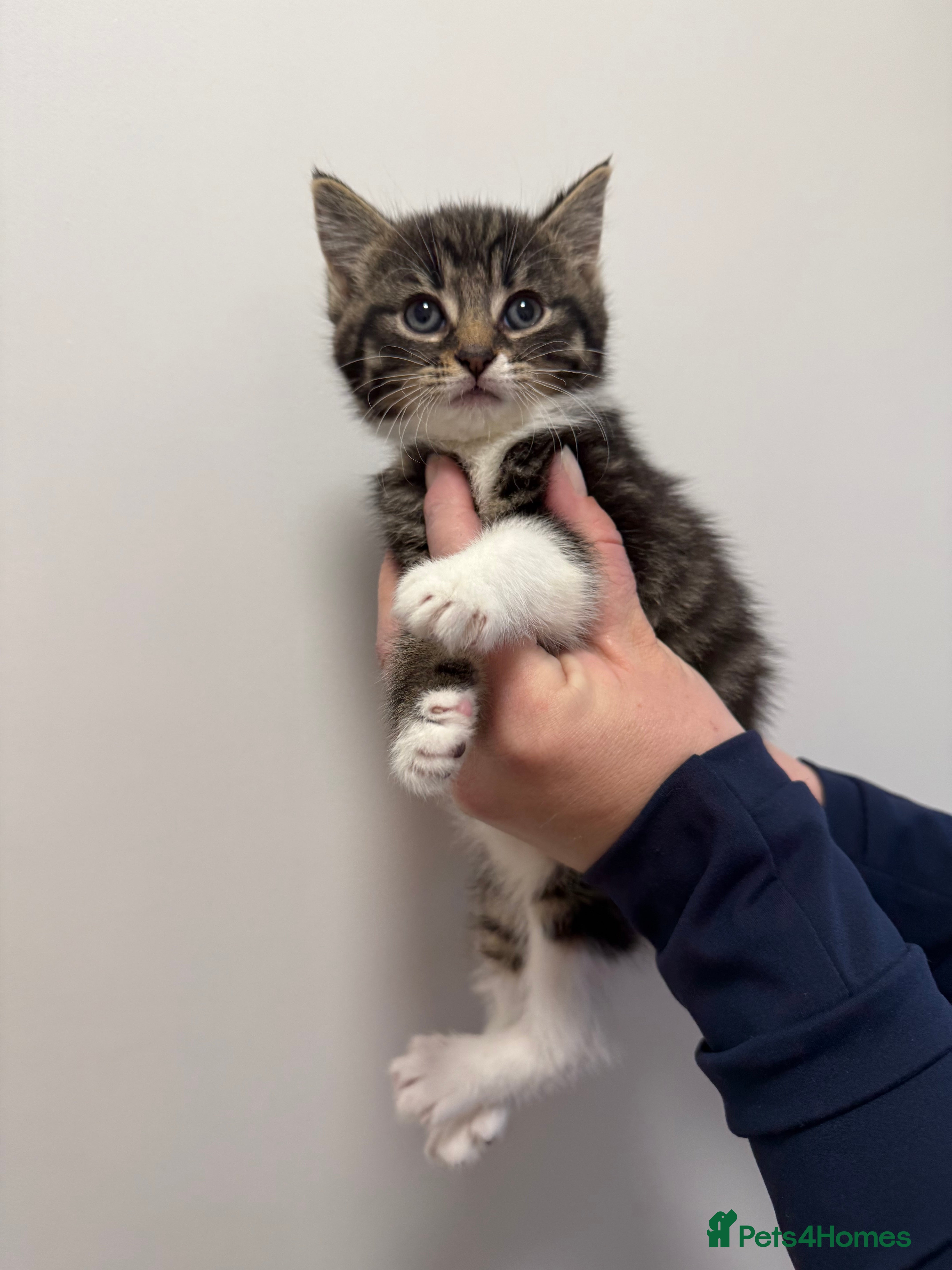 Maine Coon cats Half Maine coon kittens  - Advert 1