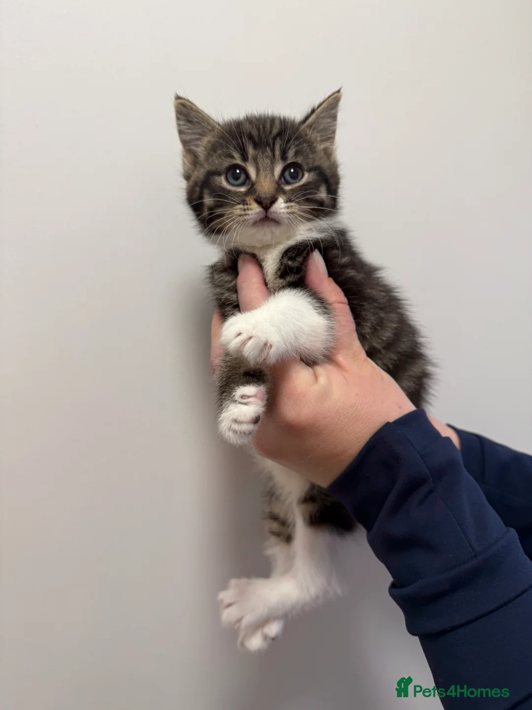 Maine Coon cats for sale: Half Maine coon kittens  - Advert 1