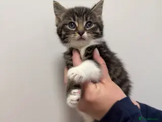 Maine Coon cats Half Maine coon kittens - Advert 1