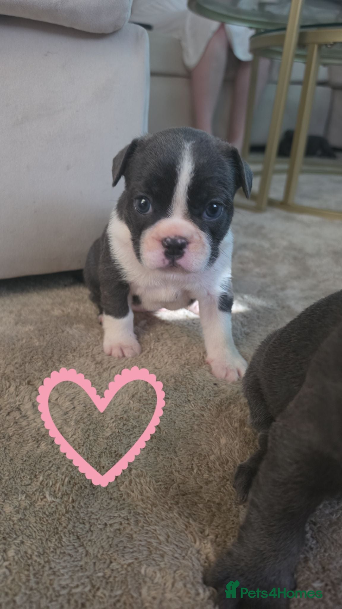 French Bulldog dogs **REDUCED** FRENCH BULLDOG PUPS  - Advert 15