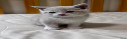 Scottish Fold cats for sale: Scottish Fold & Straight Kittens 🐾 - Advert 24