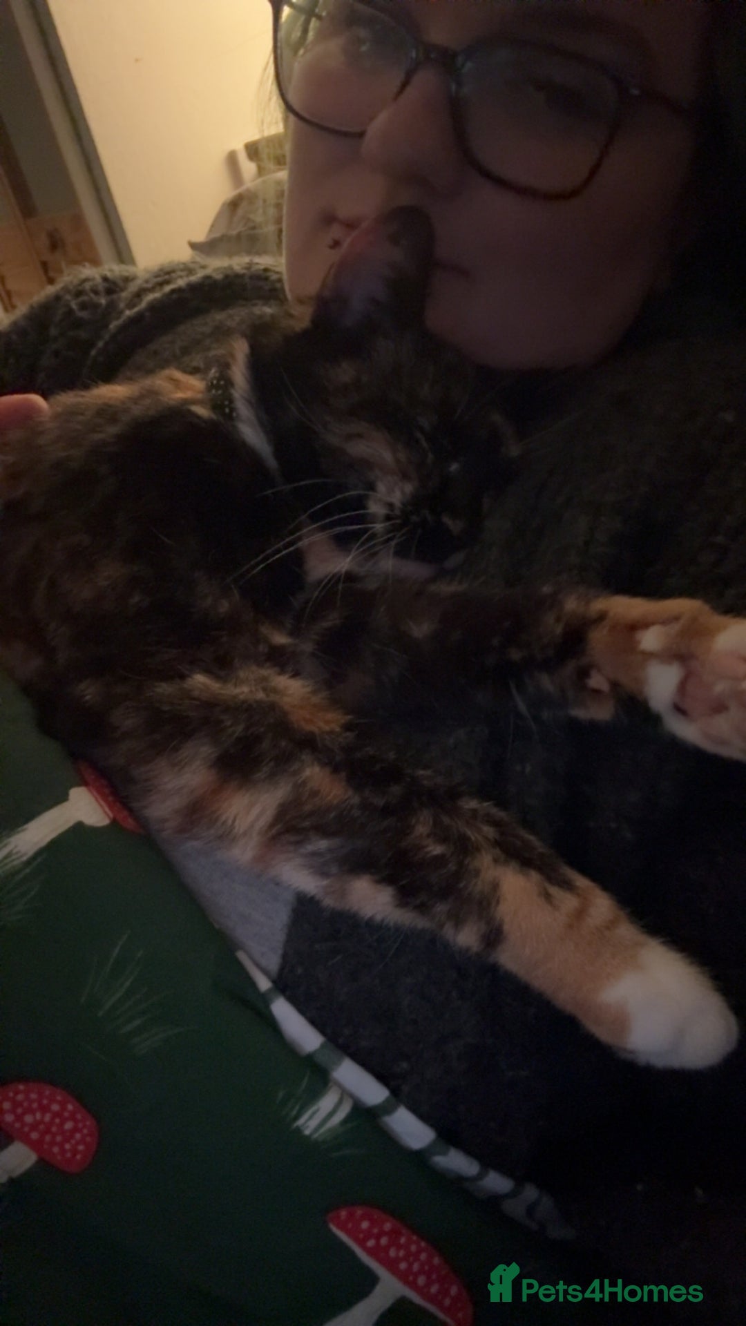 Mixed Breed cats for sale: Cookie- 4 year old female - Advert 2