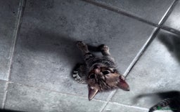 Bengal cats for sale: Bengal Kittens ready to be reserved  - Image 8