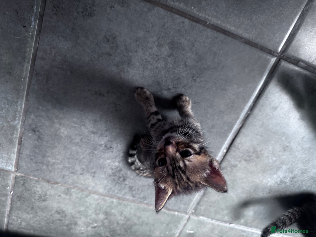 Bengal cats for sale: Bengal Kittens ready to be reserved  - Image 8