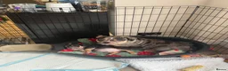 American Bully dogs for sale: Only one male puppy left available,  in Cleator Moor - Advert 2