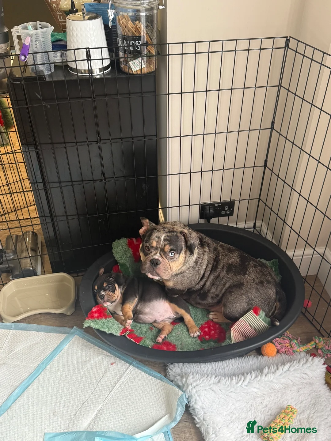 American Bully dogs for sale: Only one male puppy left available,  in Cleator Moor - Advert 2