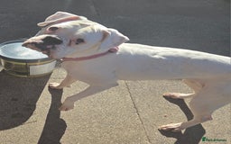 Boxer dogs for sale: Lovely boxer - Image 9