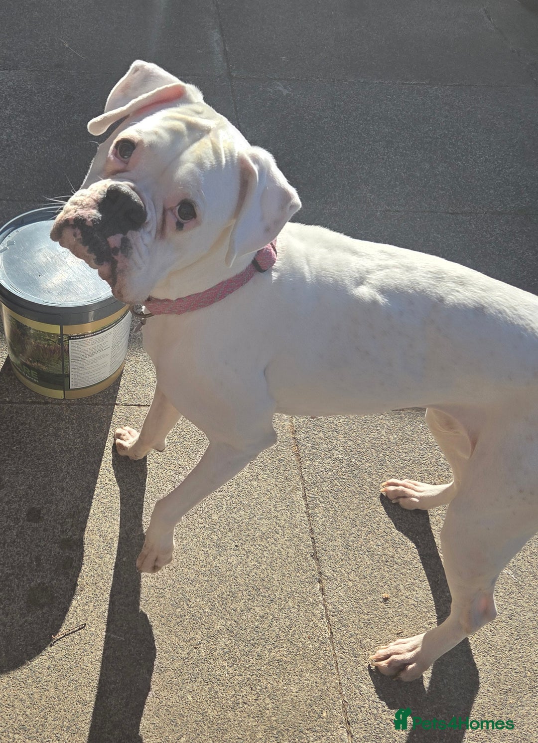 Boxer dogs for sale: Lovely boxer - Image 9