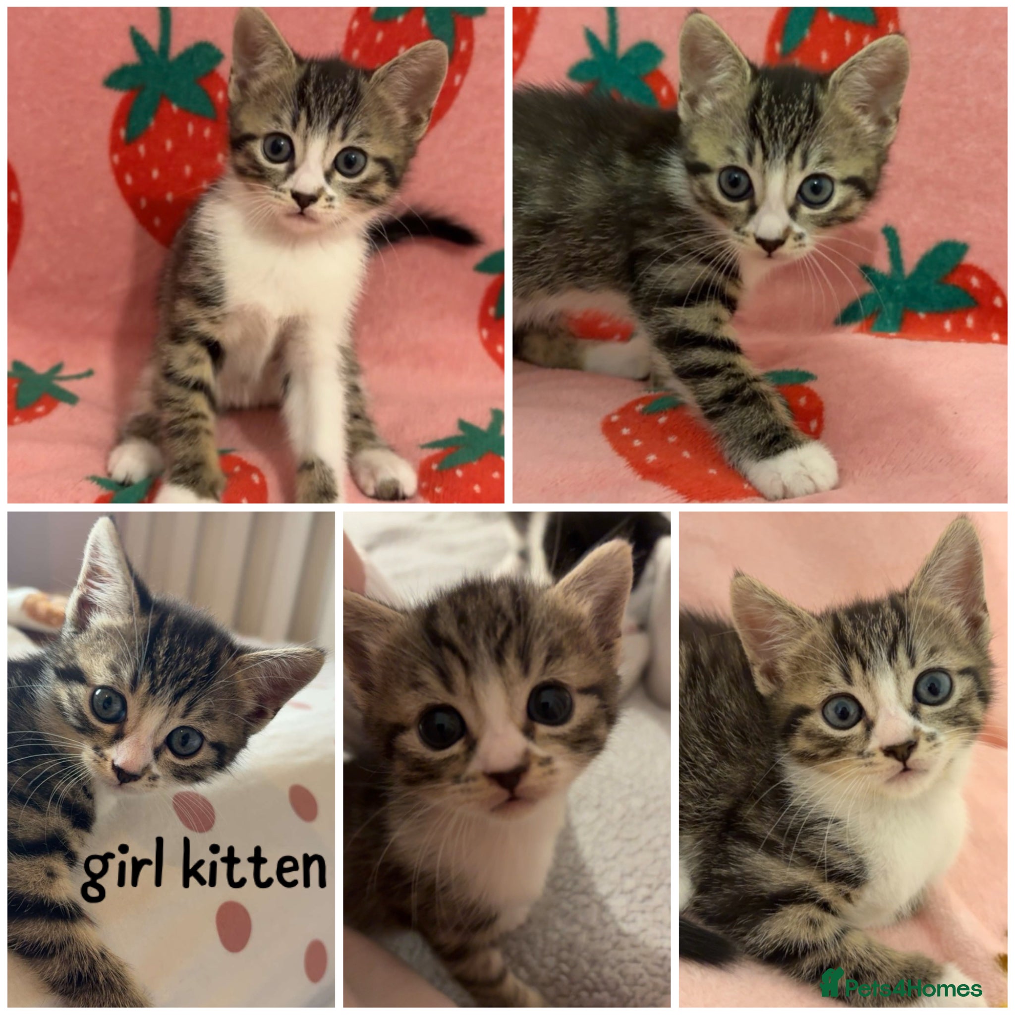 Mixed Breed cats 3 kittens looking for home - Advert 3