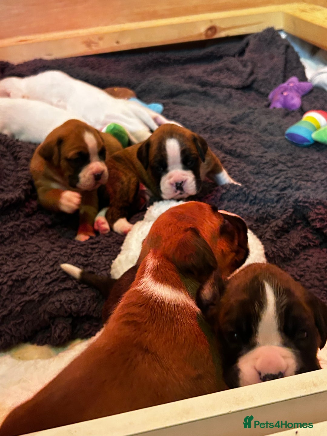 Boxer dogs for sale: 5 * kc boxer puppies  - Image 7