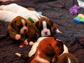 Boxer dogs - Advert 8