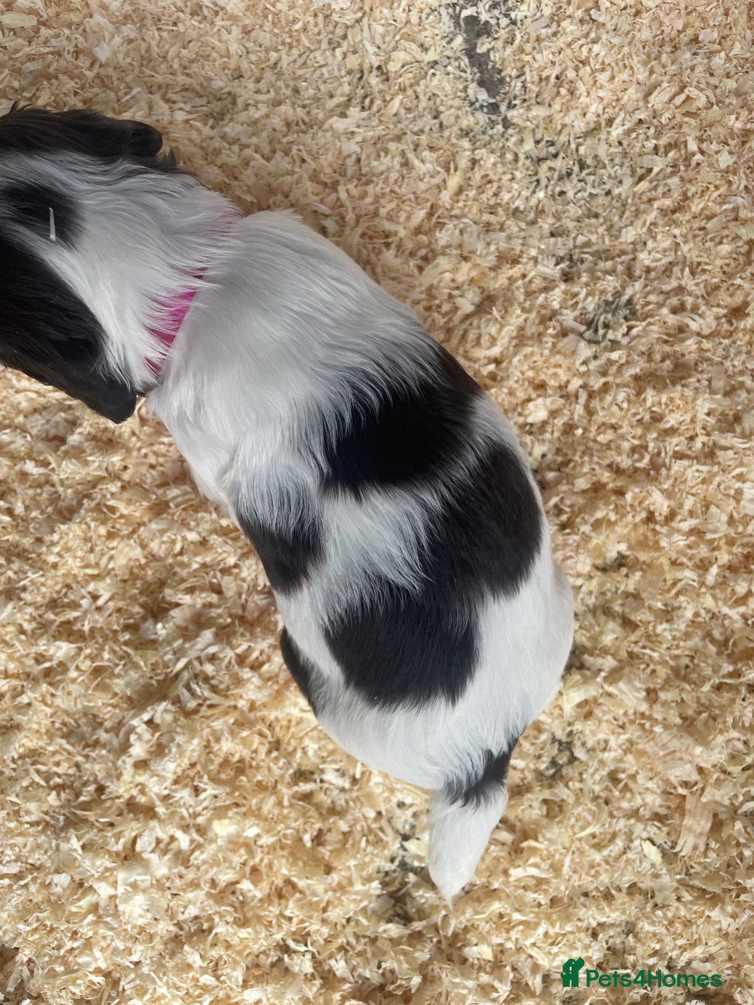 English Springer Spaniel dogs for sale: Working English springer spaniel puppies  - Image 15