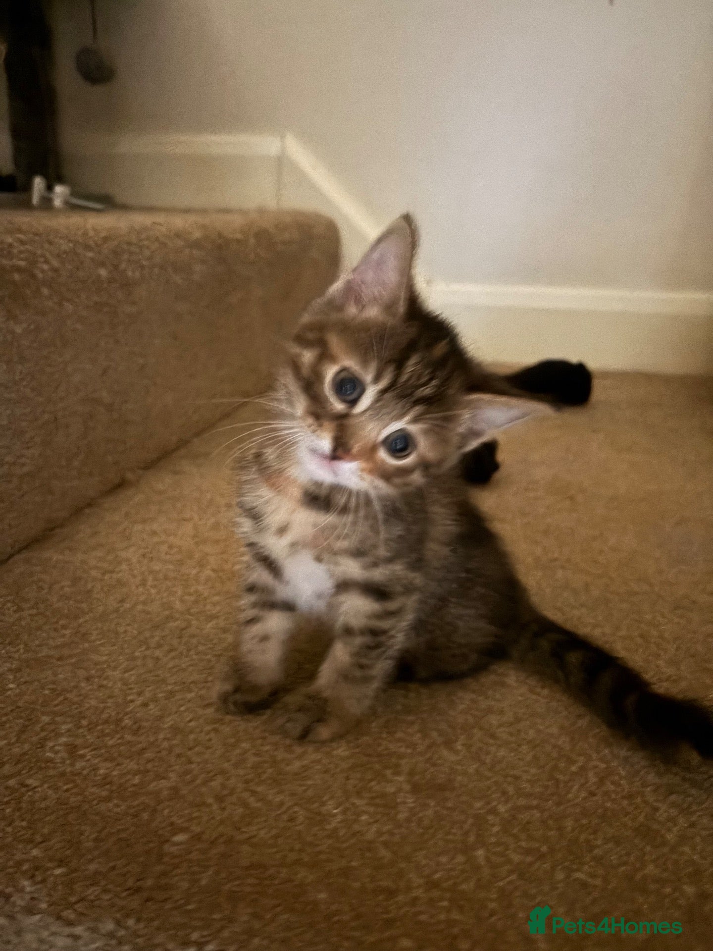 Mixed Breed cats Adorable friendly girl - Advert 5