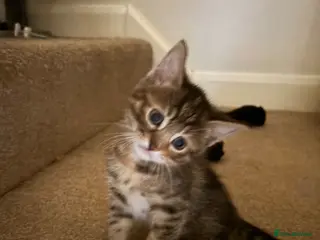 Mixed Breed cats Adorable friendly girl - Advert 3