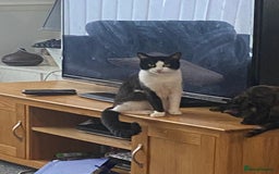 American Shorthair cats for sale: Cats and kitten for sale - Image 5