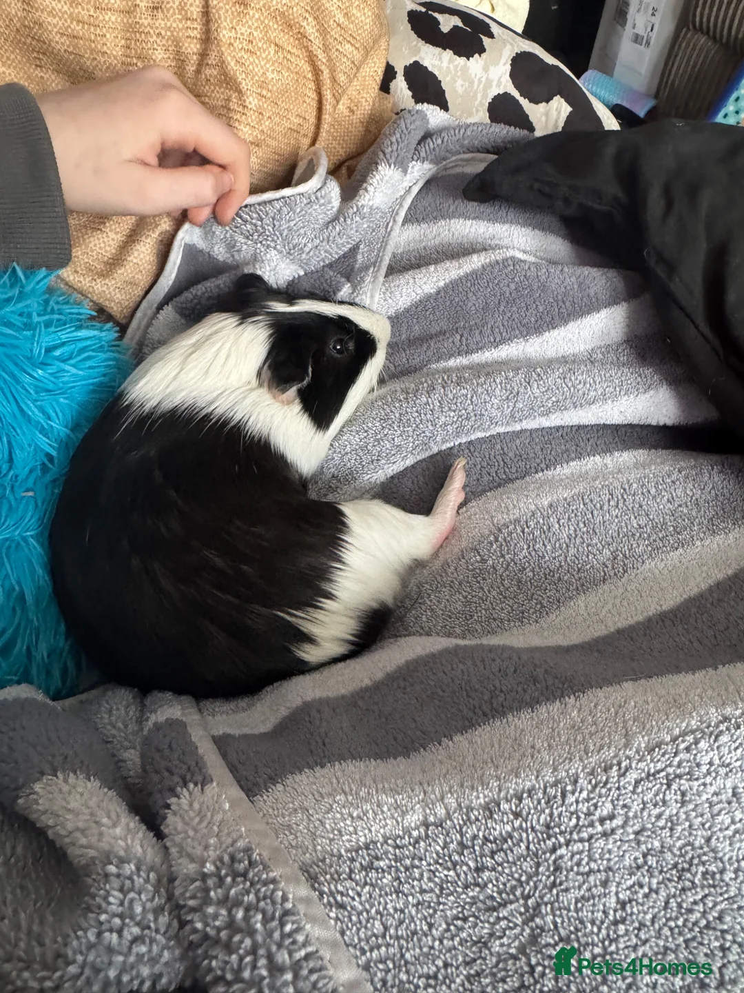 Guinea Pig rodents for sale: 2 Guinea pigs for sale  in Tidworth - Advert 1
