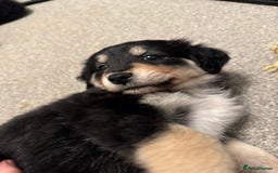 Mixed Breed dogs for sale: 🐾 Golden Retriever × Border Collie Puppies - Advert 14