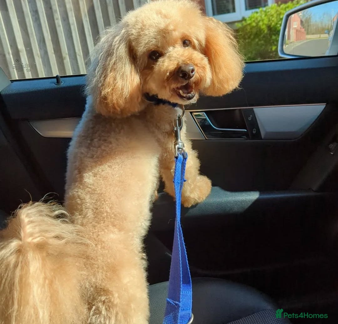 Toy Poodle dogs for sale: Waiting list for Kc toy poodles health tested - Image 4
