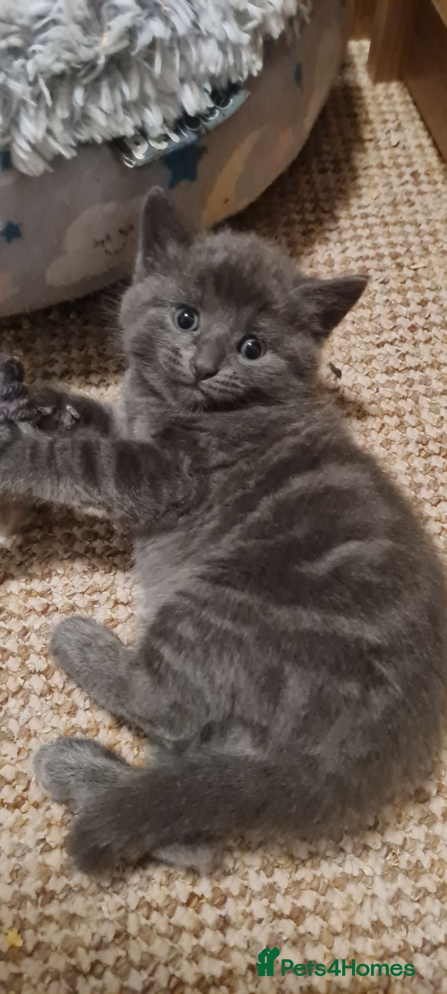 Mixed Breed cats 2 cute kittens (male) - Advert 2