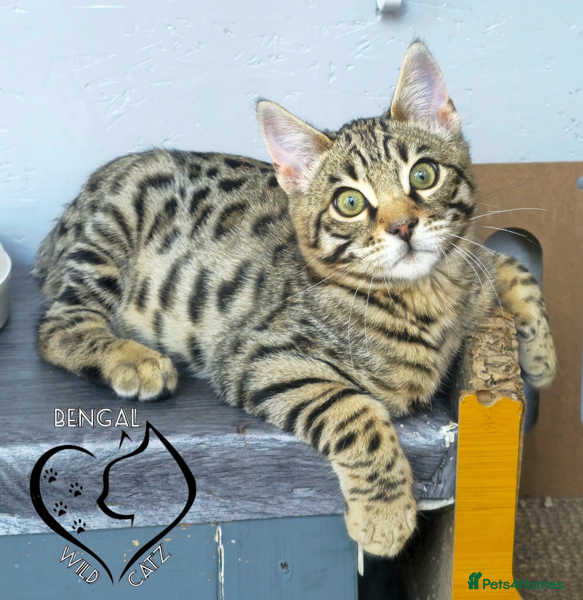 Bengal cats for sale: 4 beautiful bengal boys ready to leave now - Advert 16