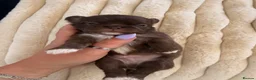Chihuahua dogs for sale: Stunning Longcoat blue female & Choclate male  - Advert 14