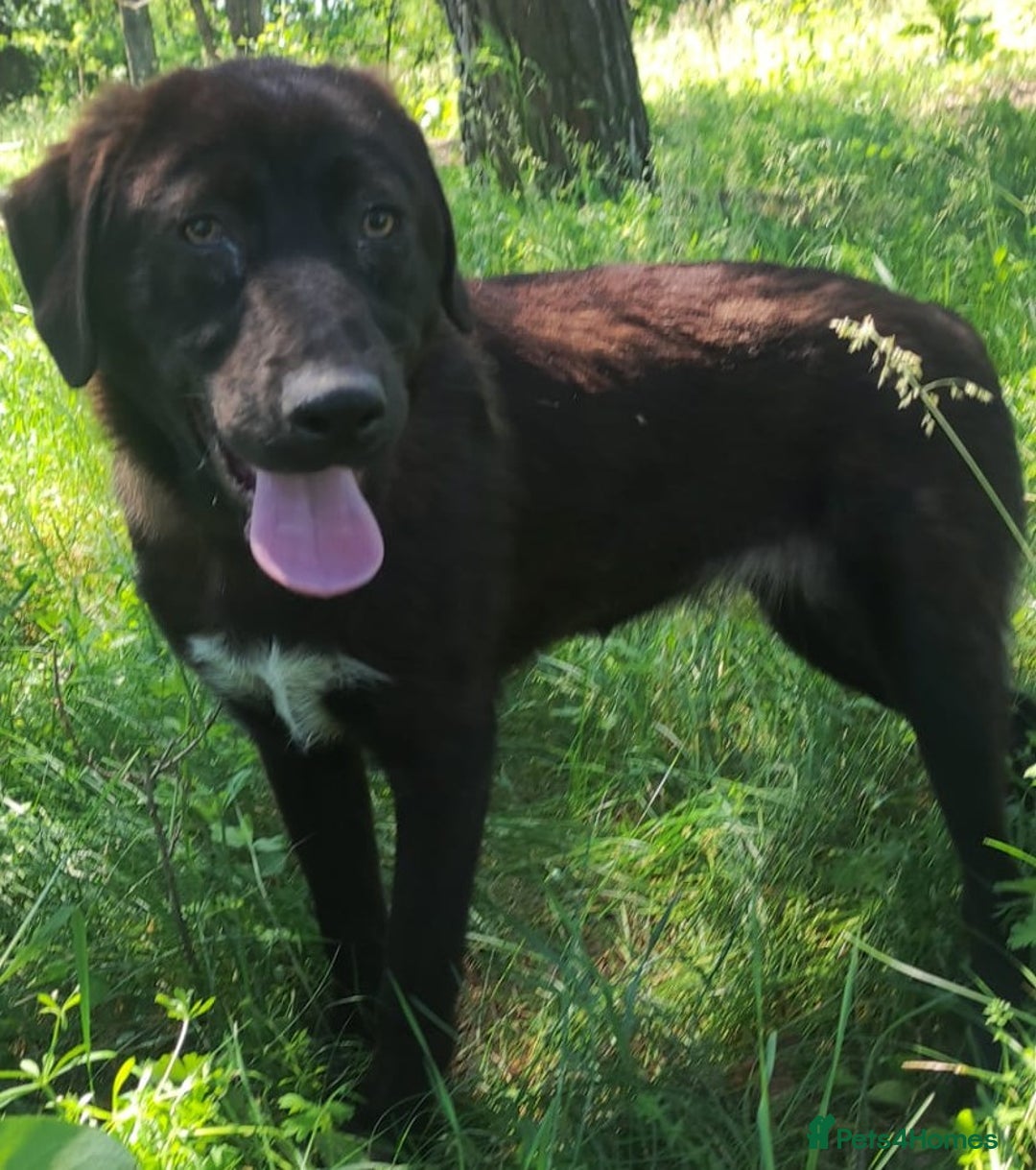 Mixed Breed dogs for adoption: 🌸 MABEL - Quiet, Sweet, a Beautiful Soul - Advert 4