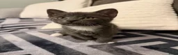 Mixed Breed cats for sale: Beautiful Kittens For Sale  - Advert 4
