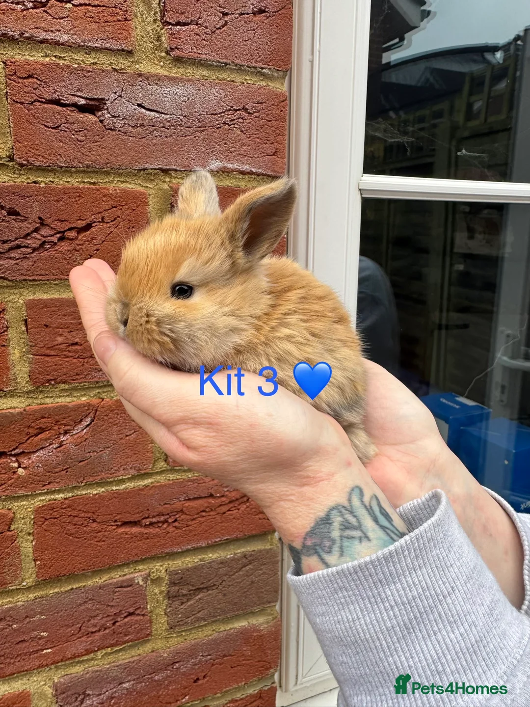 Mini Lop rabbits for sale: Purebred mini lop bucks 🐰💙 - Advert 2