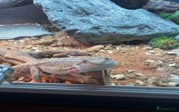 Dragon reptiles for sale: Bearded dragon  - Image 1