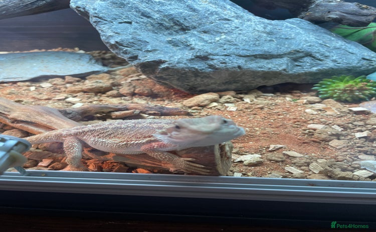 Dragon reptiles - Advert 1