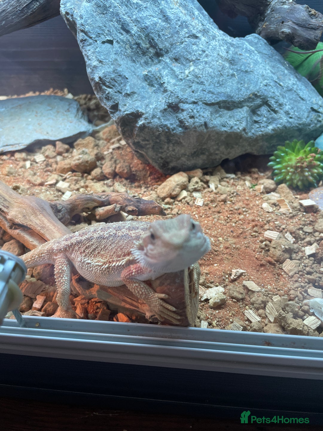 Dragon reptiles for sale: Bearded dragon  - Image 1
