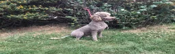 Standard Poodle dogs for sale: Stunning KC Standard Poodle..health tested - Advert 11