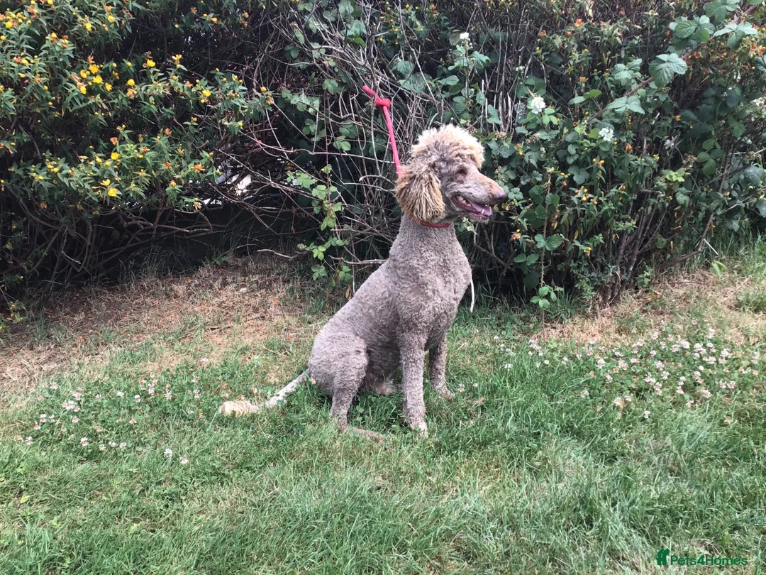Standard Poodle dogs for sale: Stunning KC Standard Poodle..health tested - Advert 11
