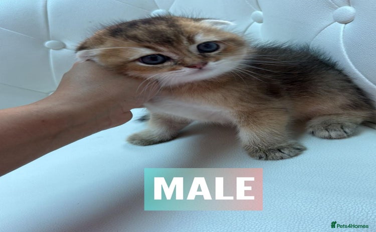 Scottish Fold cats - Advert 14