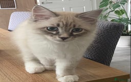 Siberian cats for sale: Siberian kittens   Neva Masquerade White - Image 10