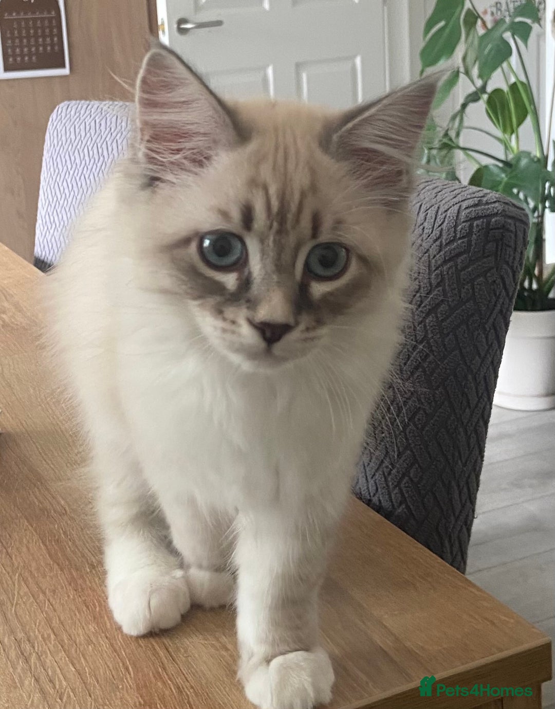 Siberian cats for sale: Siberian kittens   Neva Masquerade White - Image 10
