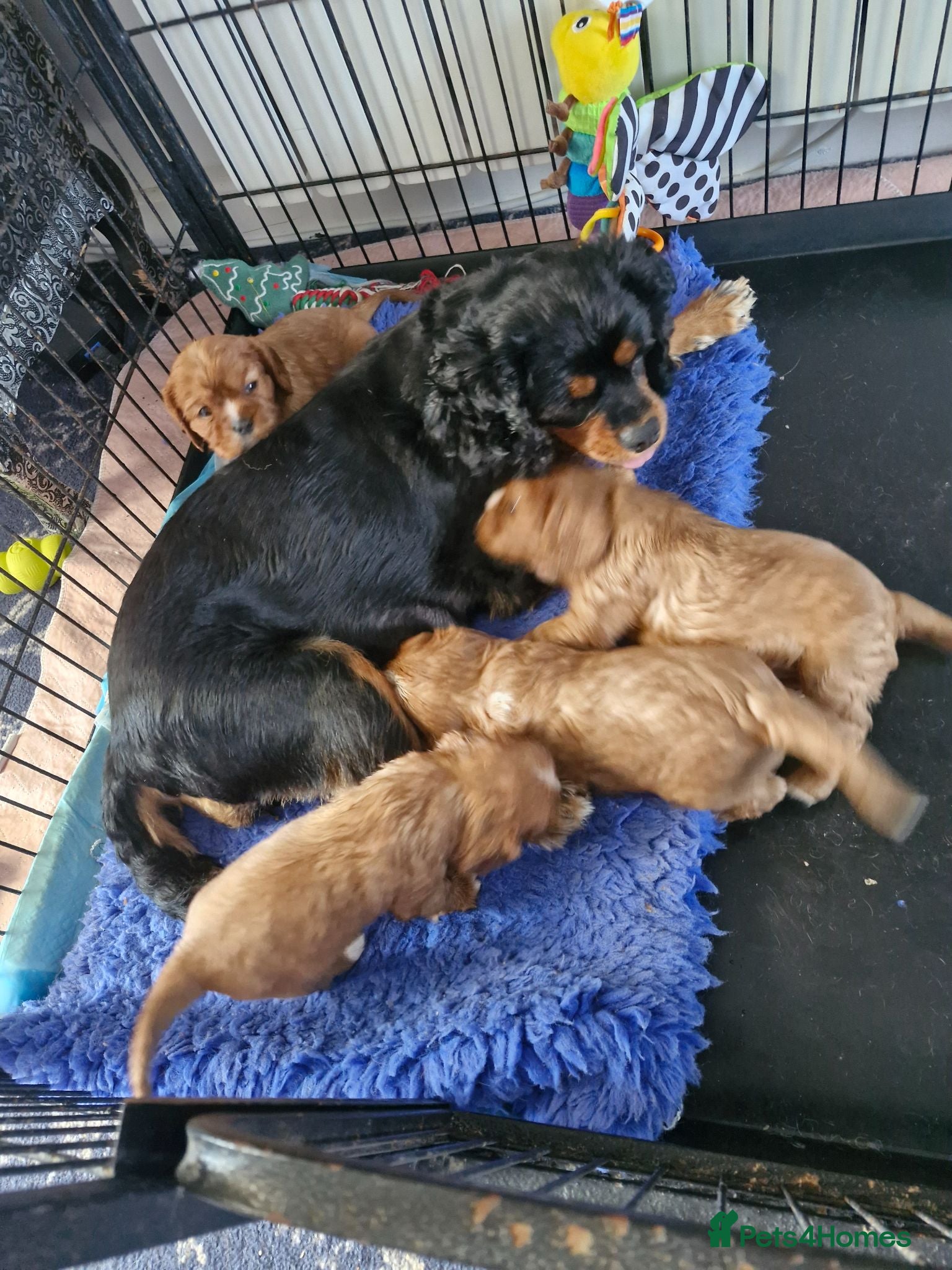 Cavalier King Charles Spaniel dogs KC reg Cavalier King Charles Spaniel puppies - Advert 1
