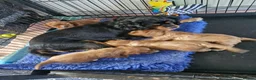 Cavalier King Charles Spaniel dogs for sale: KC reg Cavalier King Charles Spaniel puppies in Pudsey - Advert 1