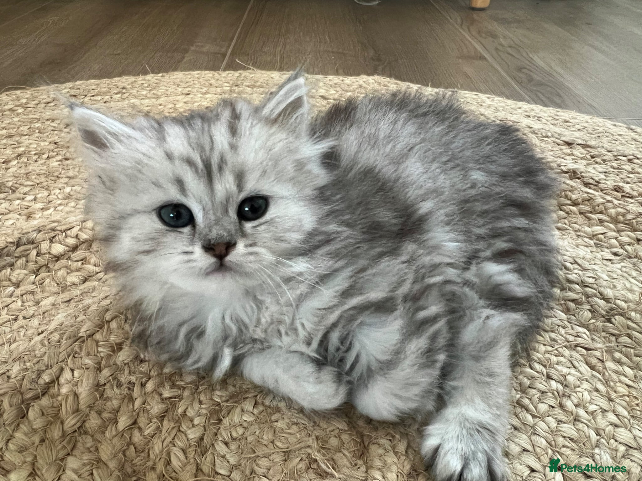 British Longhair cats for sale: British longhair cross kittens  - Advert 1