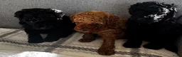 Toy Poodle dogs for sale: Beautiful Toy Poodle Puppies All Girls For Sale - Advert 11