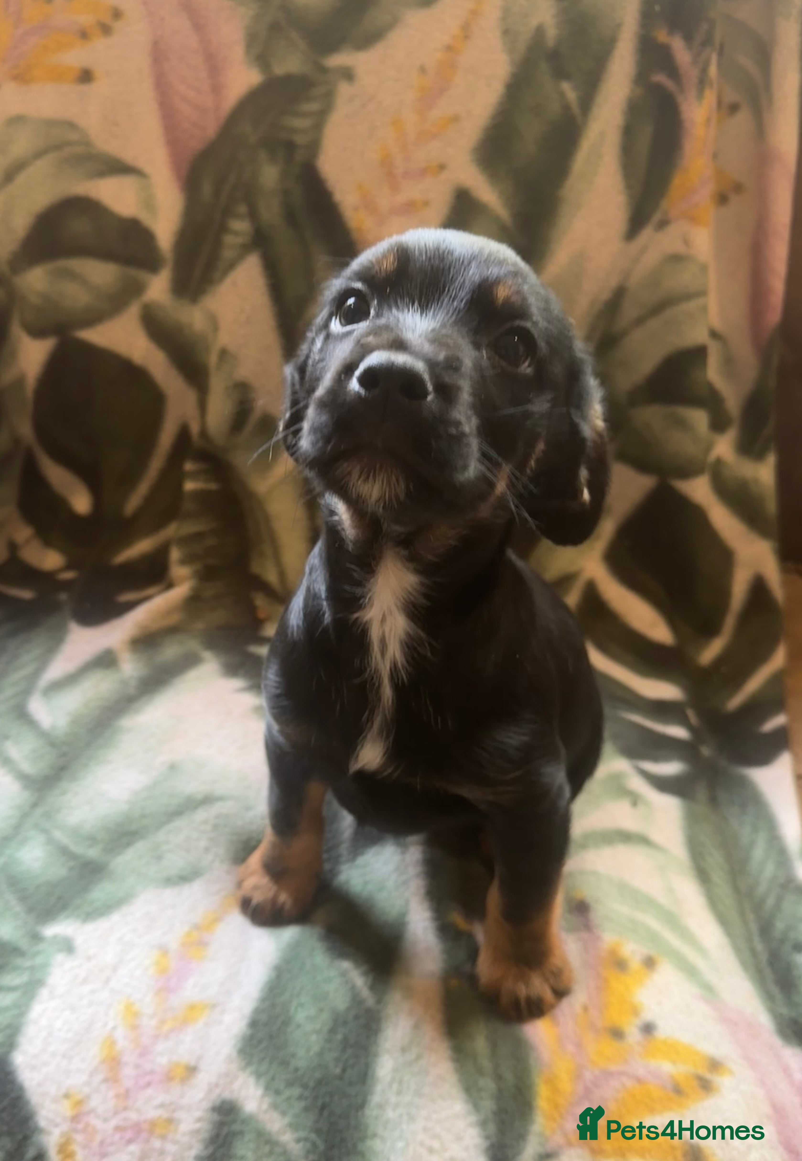 Mixed Breed dogs Border terrier x cocker spaniel  - Advert 2